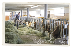 Aufzucht Fleckvieh-Kalbinnen vom Schneiderbauer-Hof